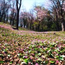 re_交流センター山びこ賞_春爛漫・カタクリと桜の共演（古内サダ子）