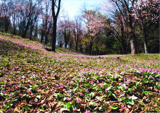 re_交流センター山びこ賞_春爛漫・カタクリと桜の共演（古内サダ子）